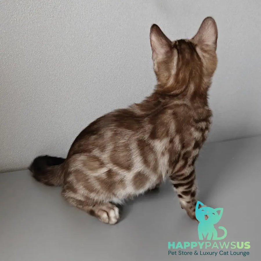 Karina Bengal female black amber spotted tabby pointed - live animals