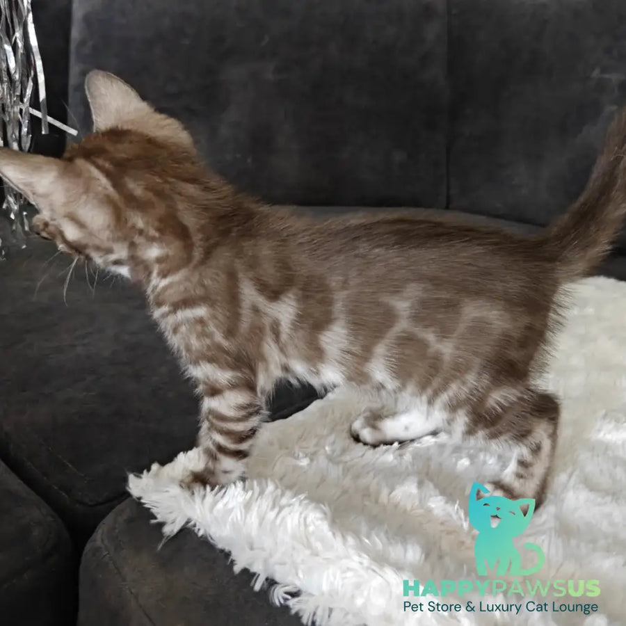 Karina Bengal female black amber spotted tabby pointed - live animals