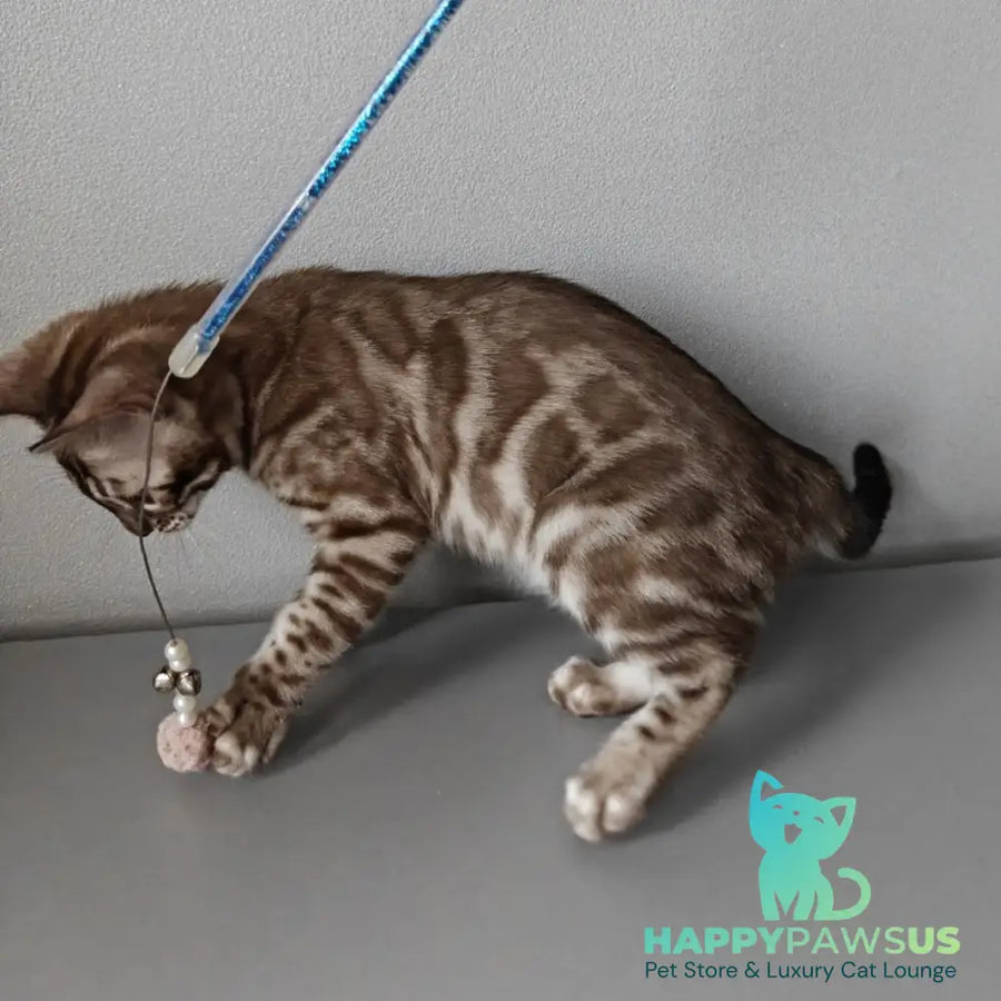 Karina Bengal female black amber spotted tabby pointed - live animals