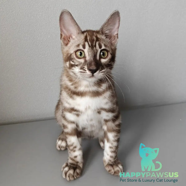 Karina Bengal female black amber spotted tabby pointed - live animals