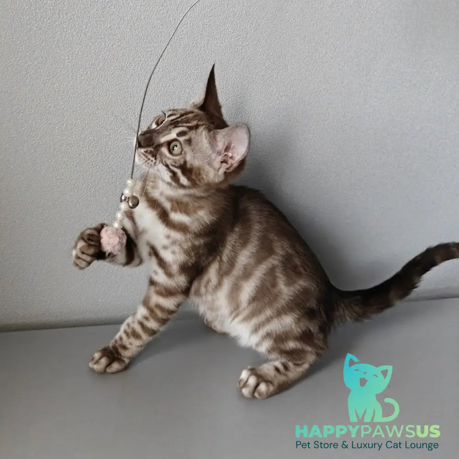 Karina Bengal female black amber spotted tabby pointed - live animals