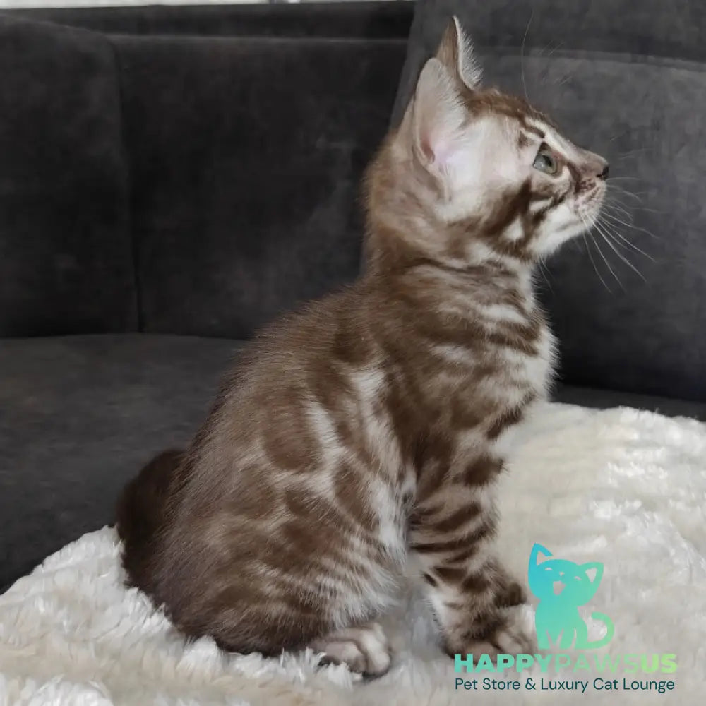 Karina Bengal female black amber spotted tabby pointed - live animals