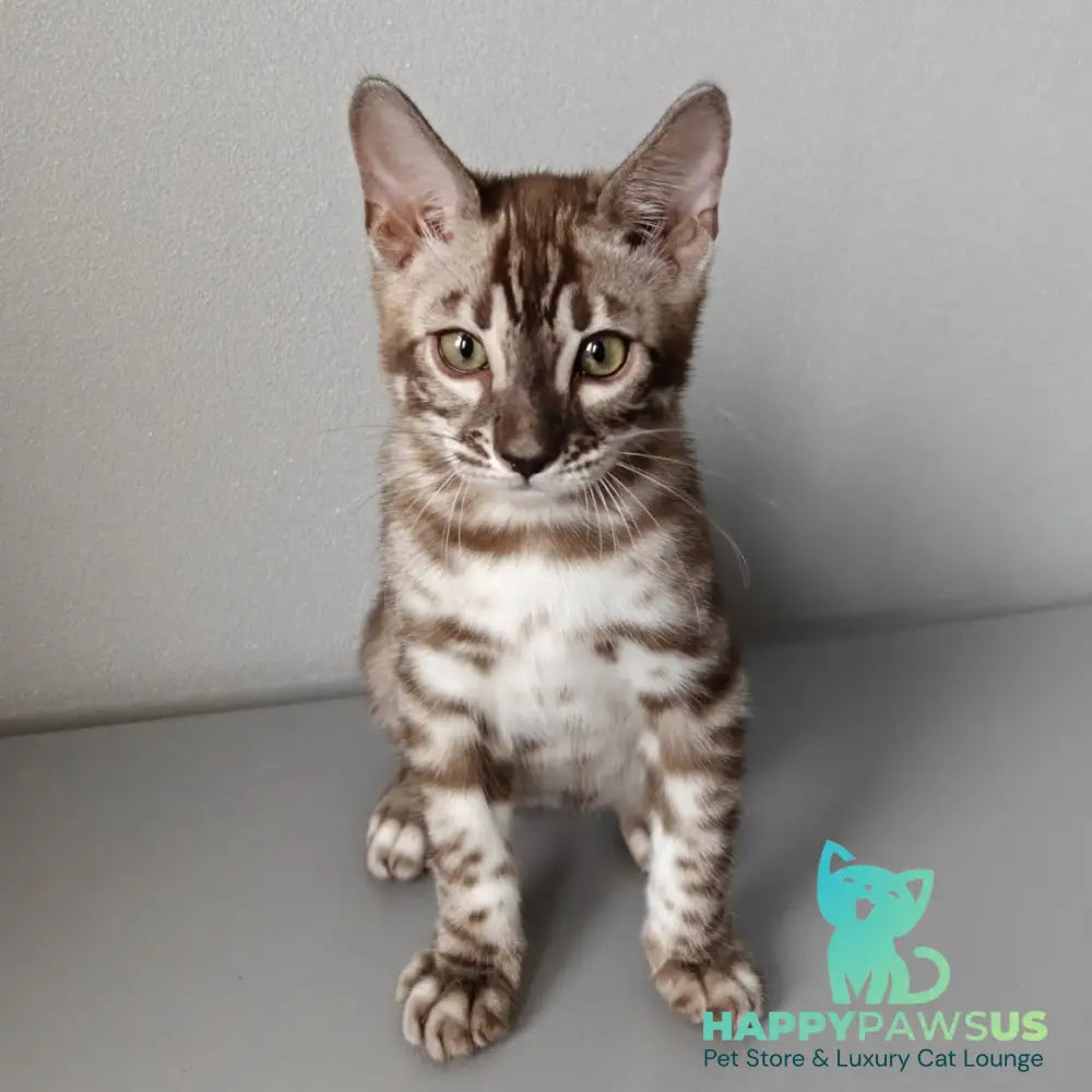 Karina Bengal female black amber spotted tabby pointed - live animals
