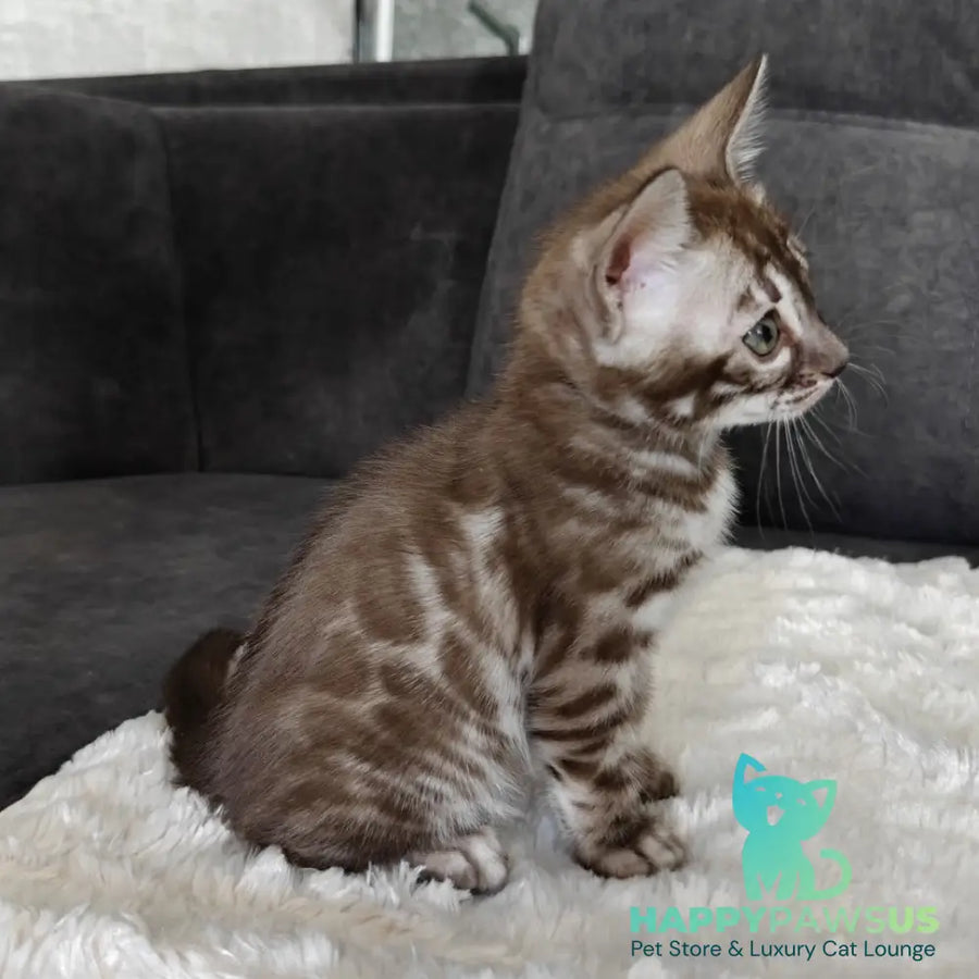 Karina Bengal female black amber spotted tabby pointed - live animals