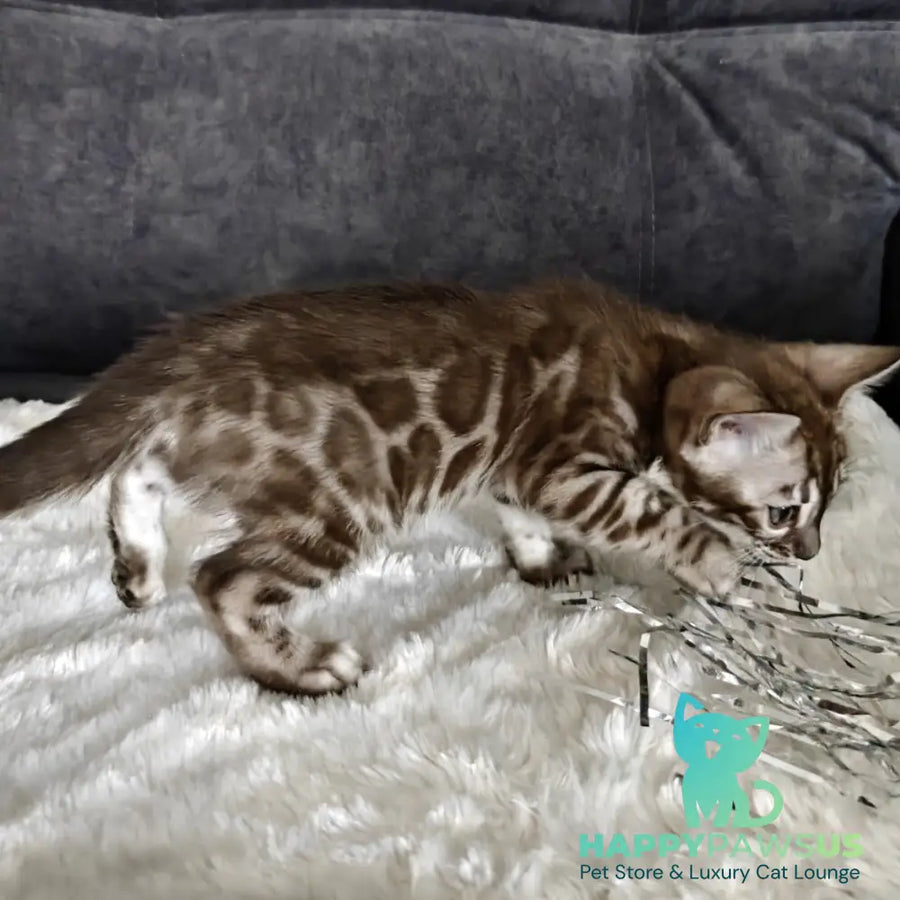 Karina Bengal female black amber spotted tabby pointed - live animals