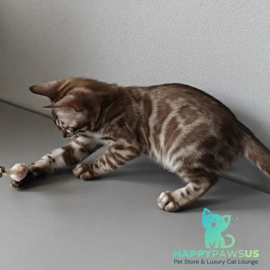 Karina Bengal female black amber spotted tabby pointed - live animals