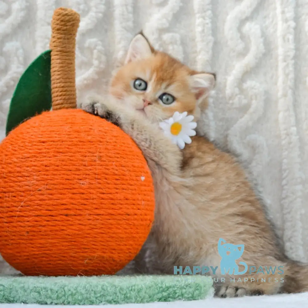 Karina British Shorthair female black golden ticked tabby live animals