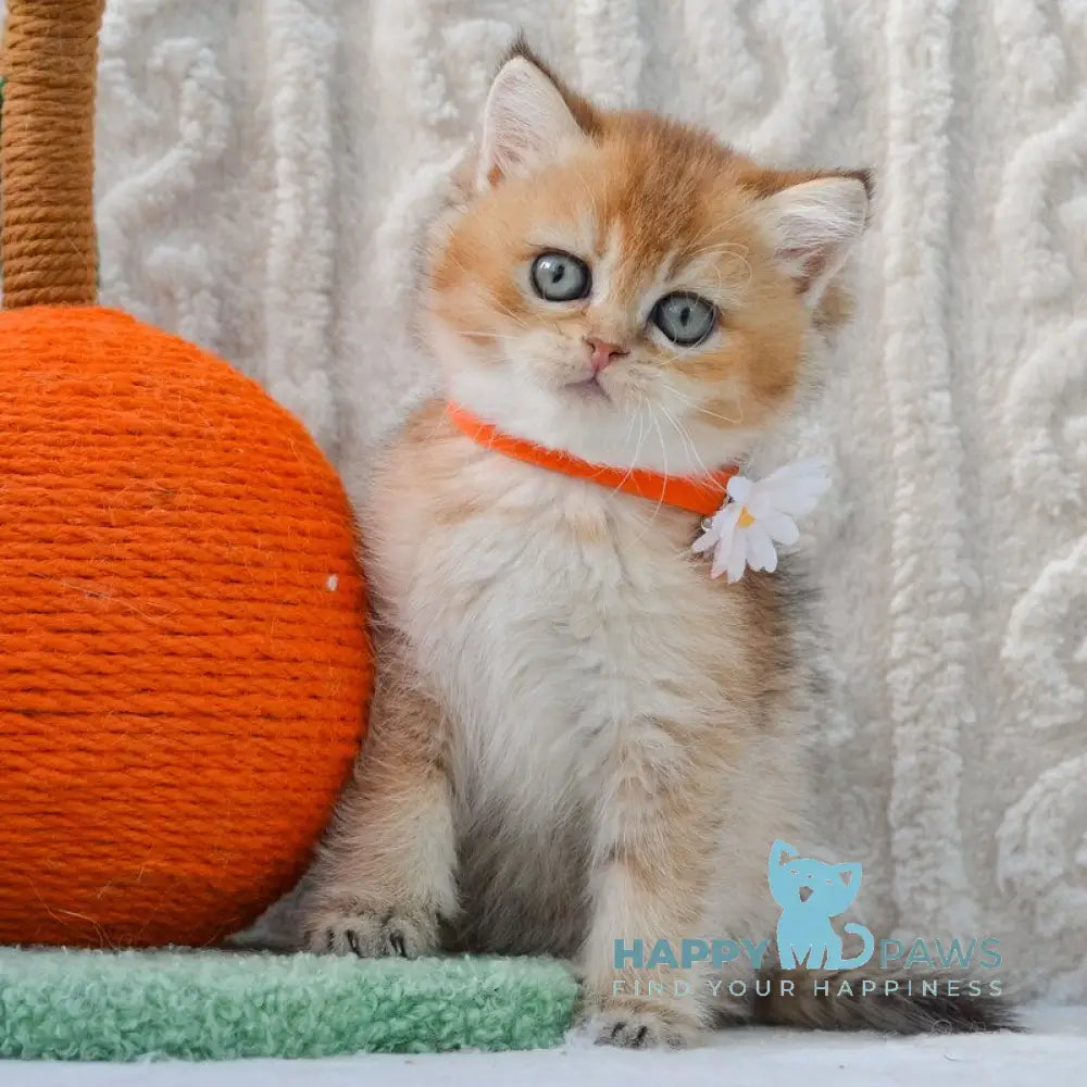 Karina British Shorthair female black golden ticked tabby live animals