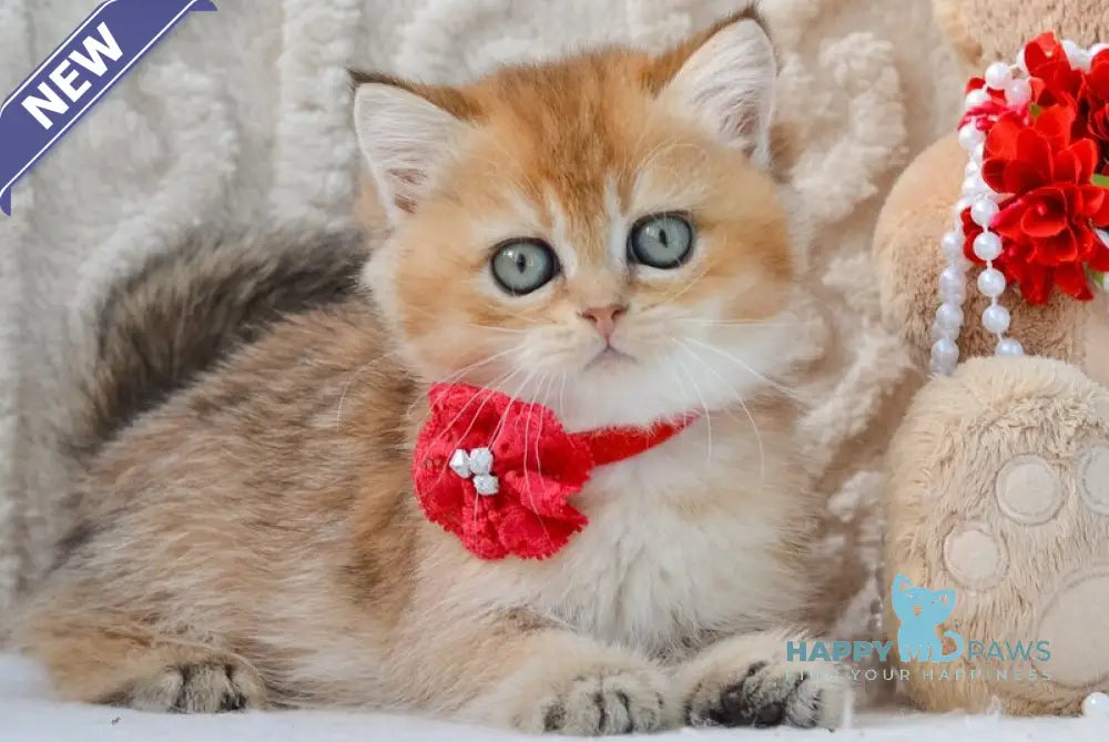 Karina British Shorthair female black golden ticked tabby live animals