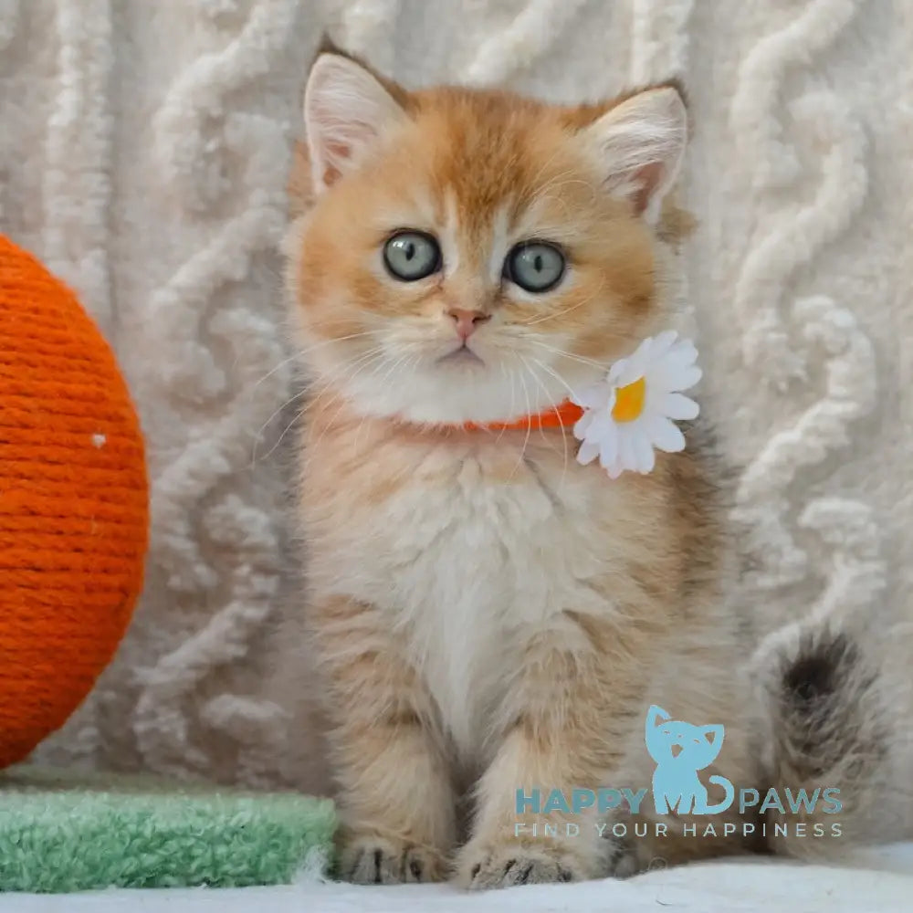 Karina British Shorthair female black golden ticked tabby live animals