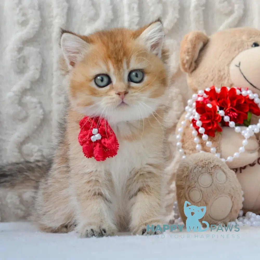 Karina British Shorthair female black golden ticked tabby live animals