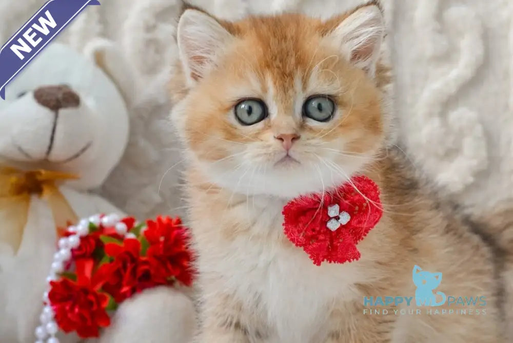 Karina British Shorthair female black golden ticked tabby live animals