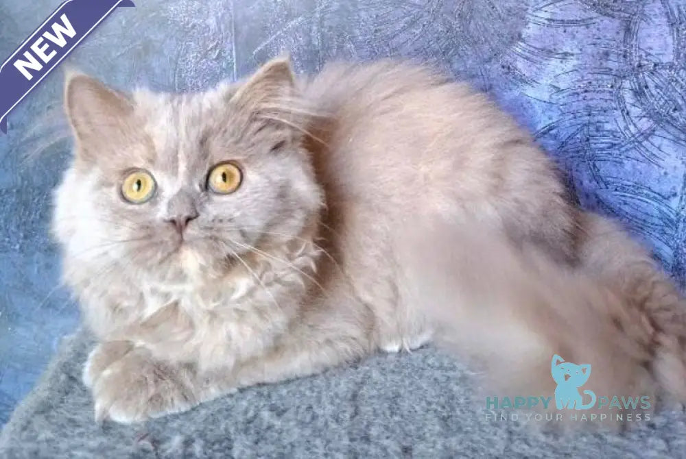 Karissa Selkirk Straight female fawn tortie live animals