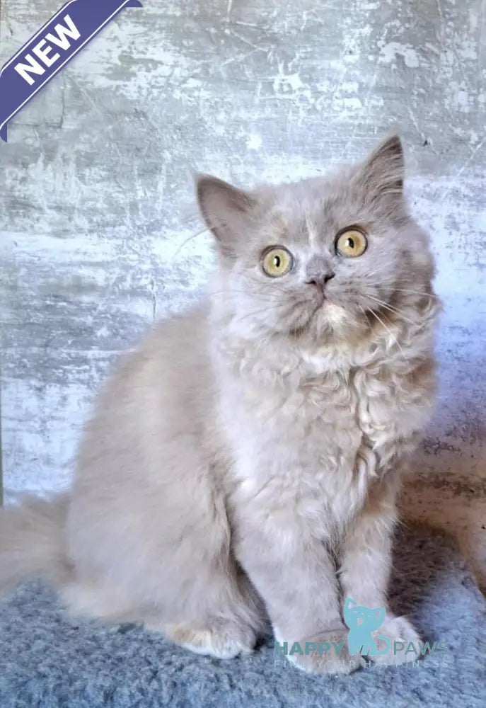 Karissa Selkirk Straight female fawn tortie live animals