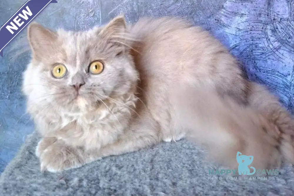 Karissa Selkirk Straight female fawn tortie live animals
