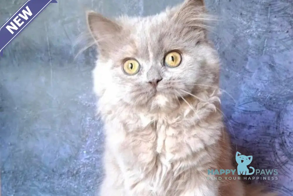 Karissa Selkirk Straight female fawn tortie live animals