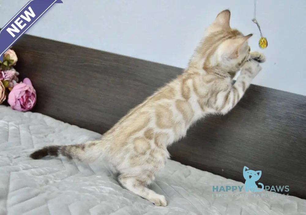 Karitsa Bengal female black spotted tabby pointed live animals