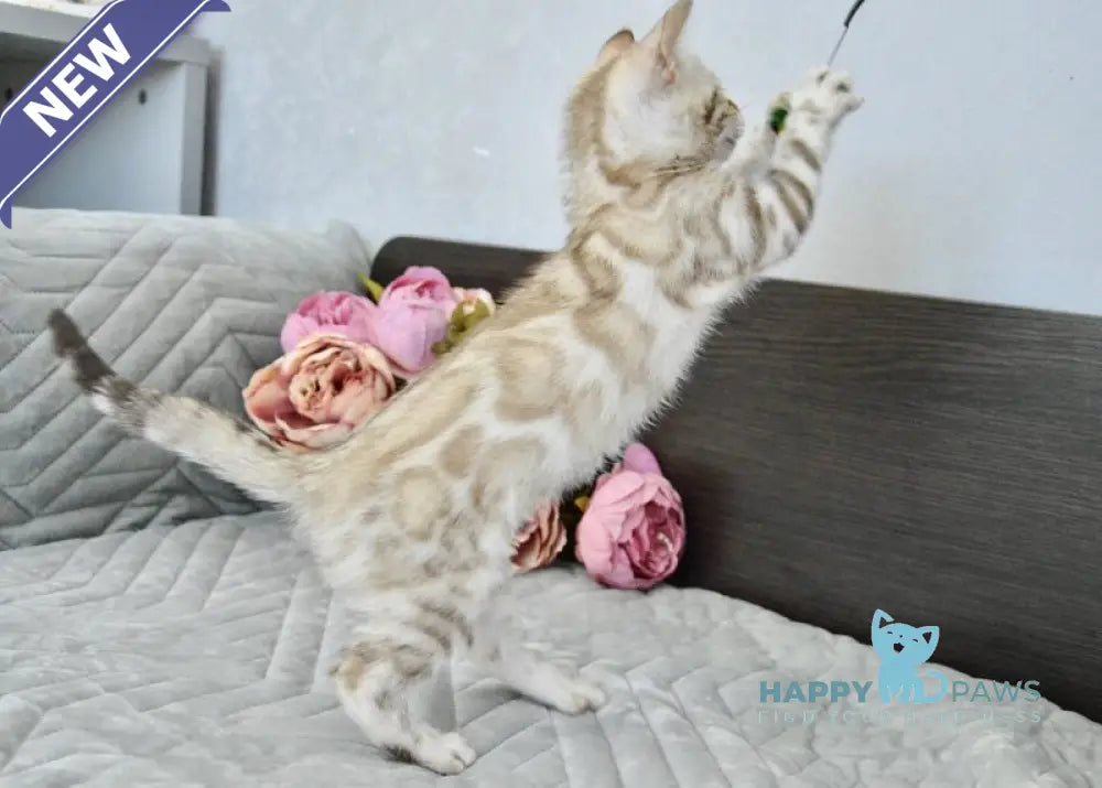 Karitsa Bengal female black spotted tabby pointed live animals