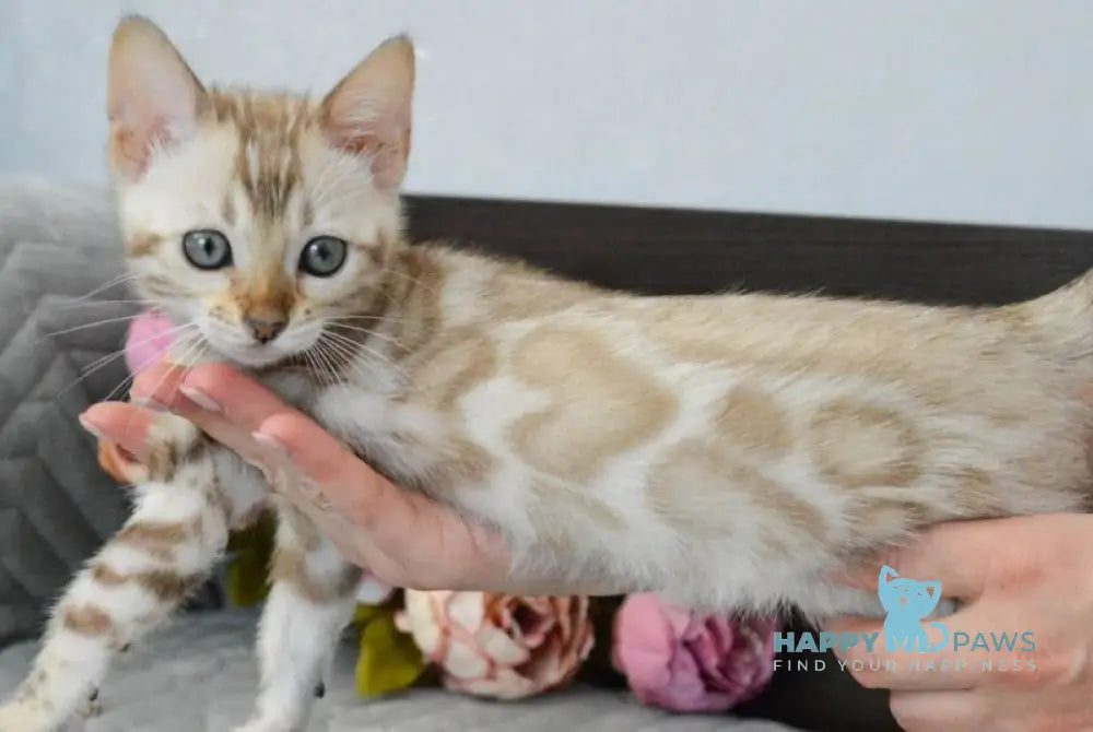 Karitsa Bengal female black spotted tabby pointed live animals