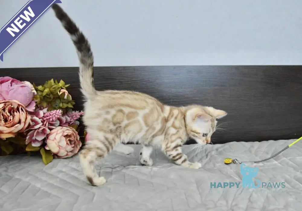 Karitsa Bengal female black spotted tabby pointed live animals