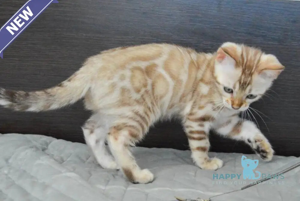 Karitsa Bengal female black spotted tabby pointed live animals