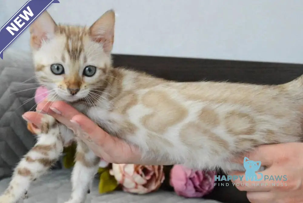 Karitsa Bengal female black spotted tabby pointed live animals