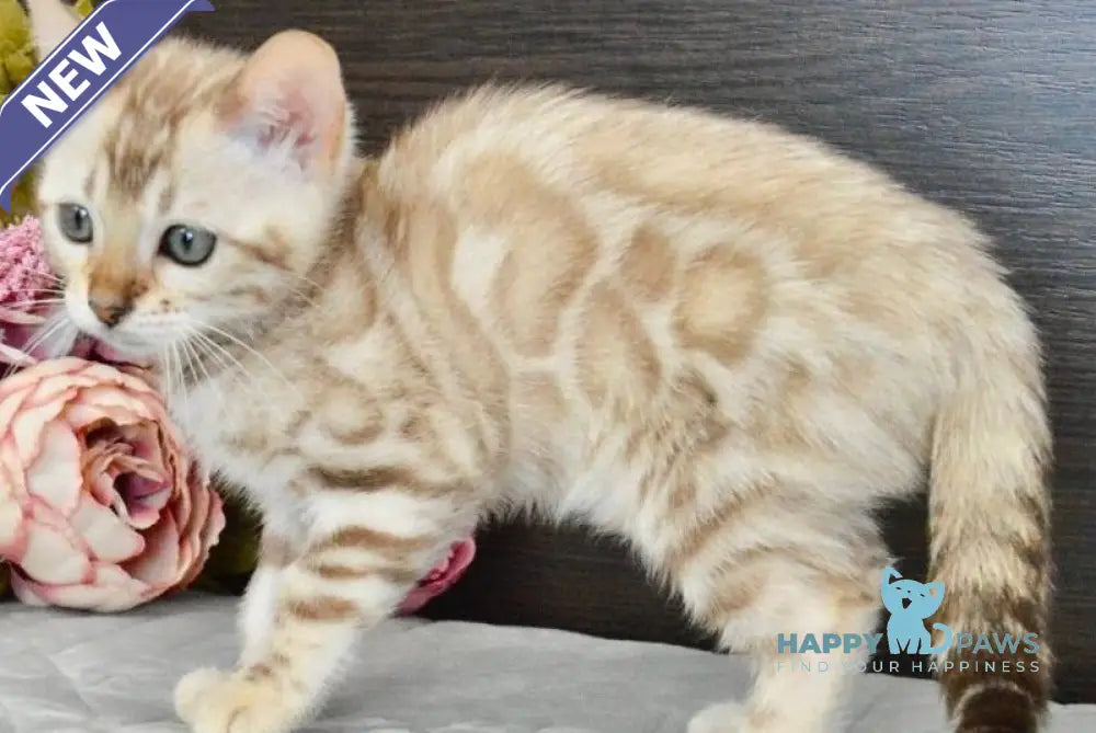 Karitsa Bengal female black spotted tabby pointed live animals