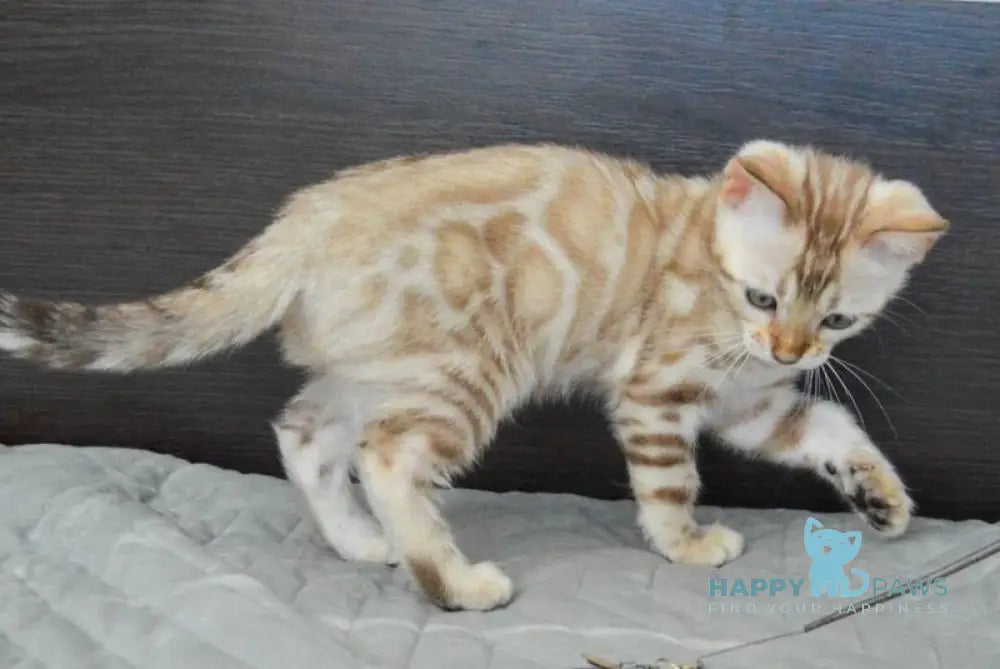 Karitsa Bengal female black spotted tabby pointed live animals