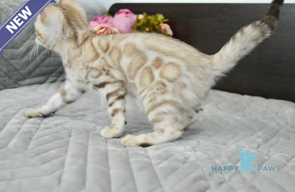 Karitsa Bengal female black spotted tabby pointed live animals