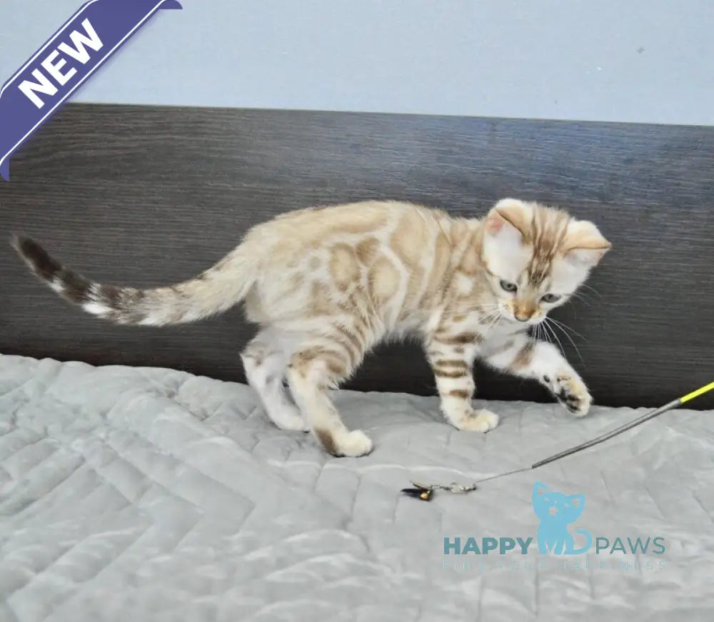 Karitsa Bengal female black spotted tabby pointed live animals