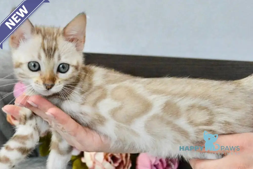 Karitsa Bengal female black spotted tabby pointed live animals