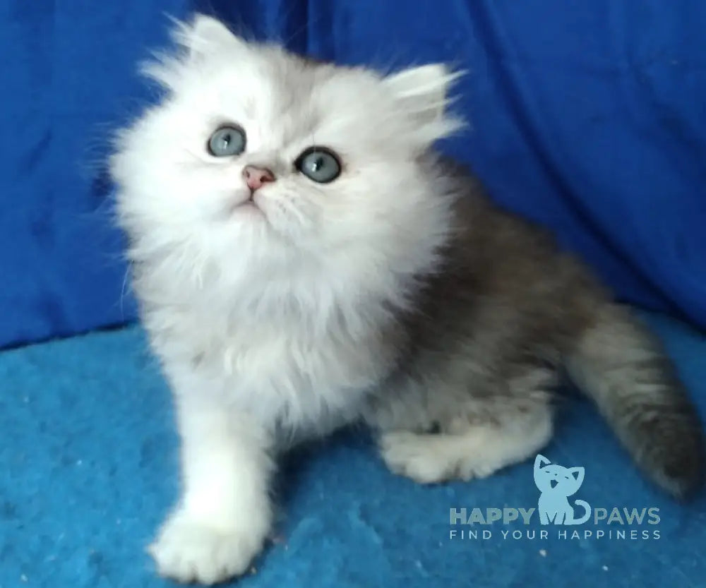 Karman Persian female black silver ticked tabby live animals