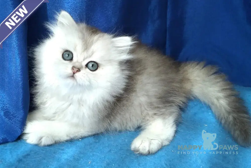 Karman Persian female black silver ticked tabby live animals