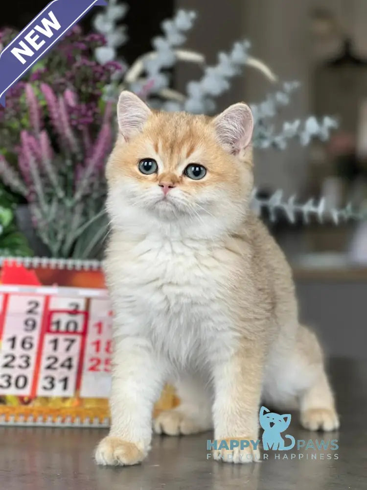 Karmel British Shorthair male black golden shaded live animals