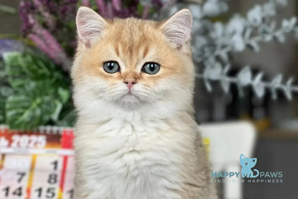 Karmel British Shorthair male black golden shaded live animals