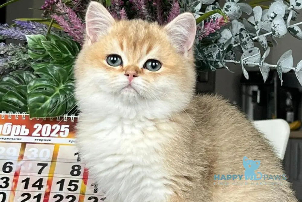 Karmel British Shorthair male black golden shaded live animals