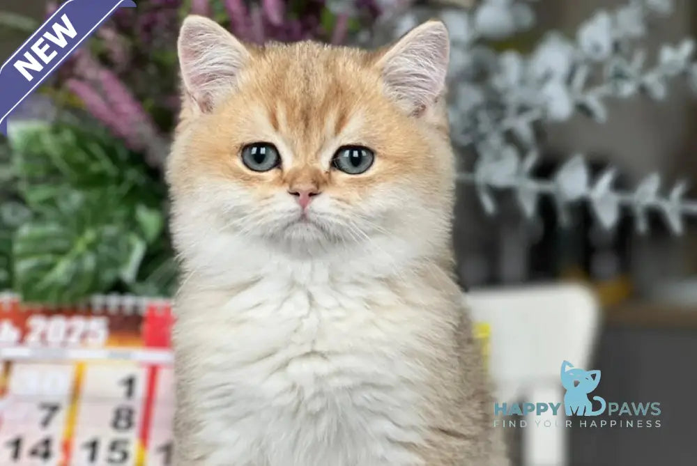 Karmel British Shorthair male black golden shaded live animals