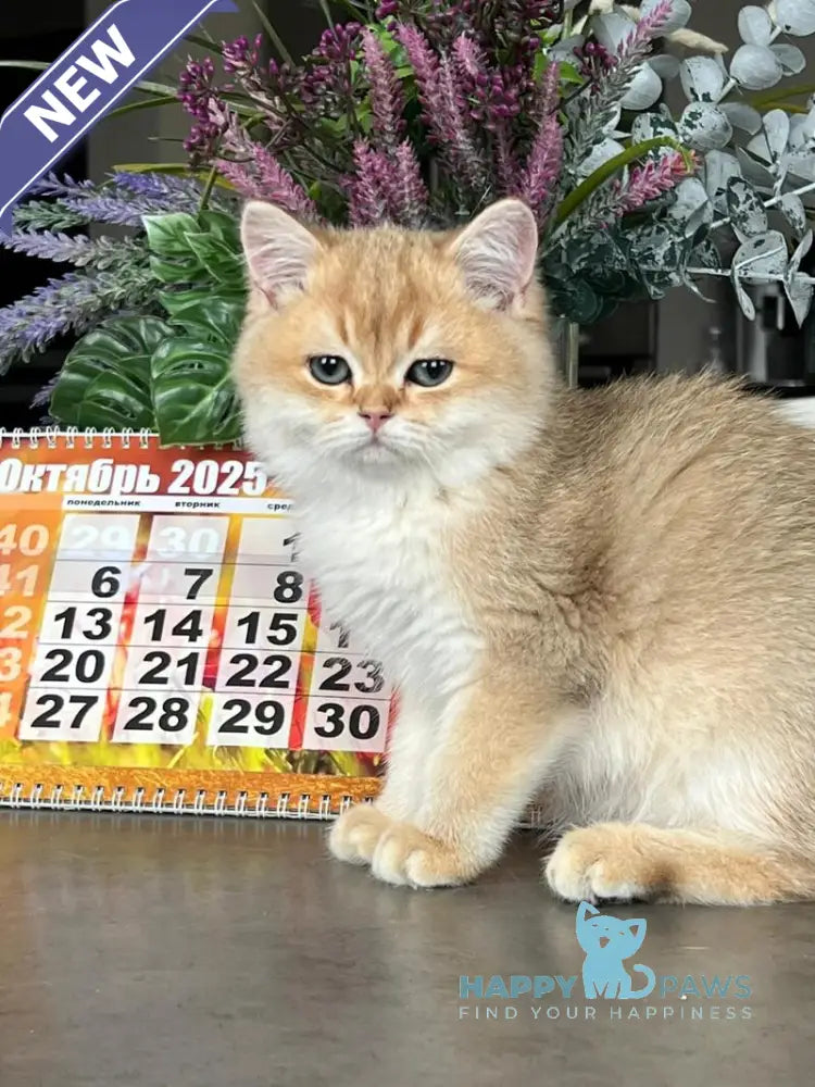 Karmel British Shorthair male black golden shaded live animals