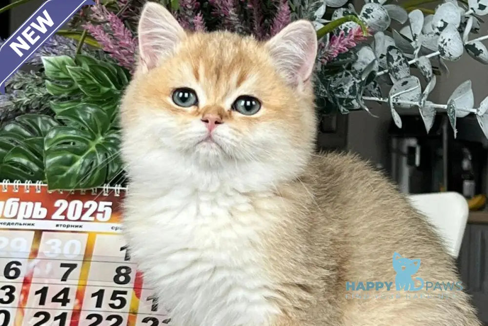 Karmel British Shorthair male black golden shaded live animals