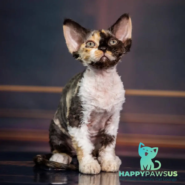 Karmen Devon Rex female black tortie bicolour - live animals