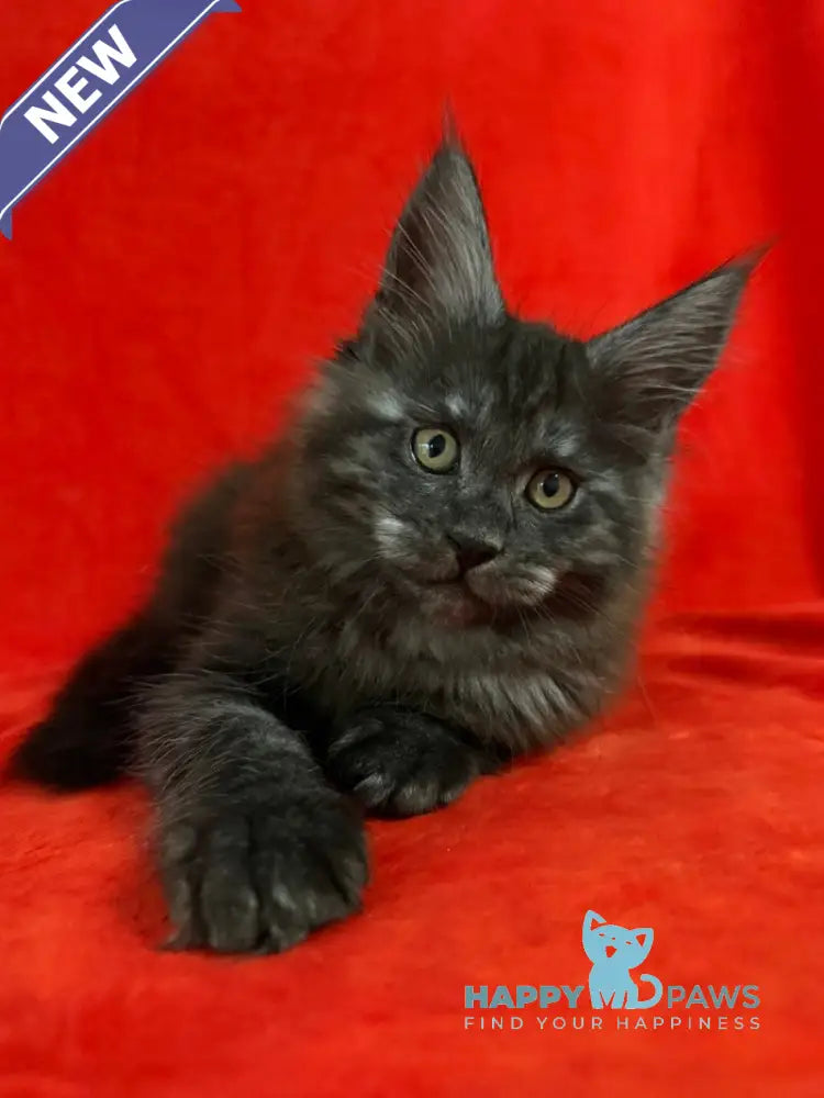 Karmen Maine Coon female black silver live animals
