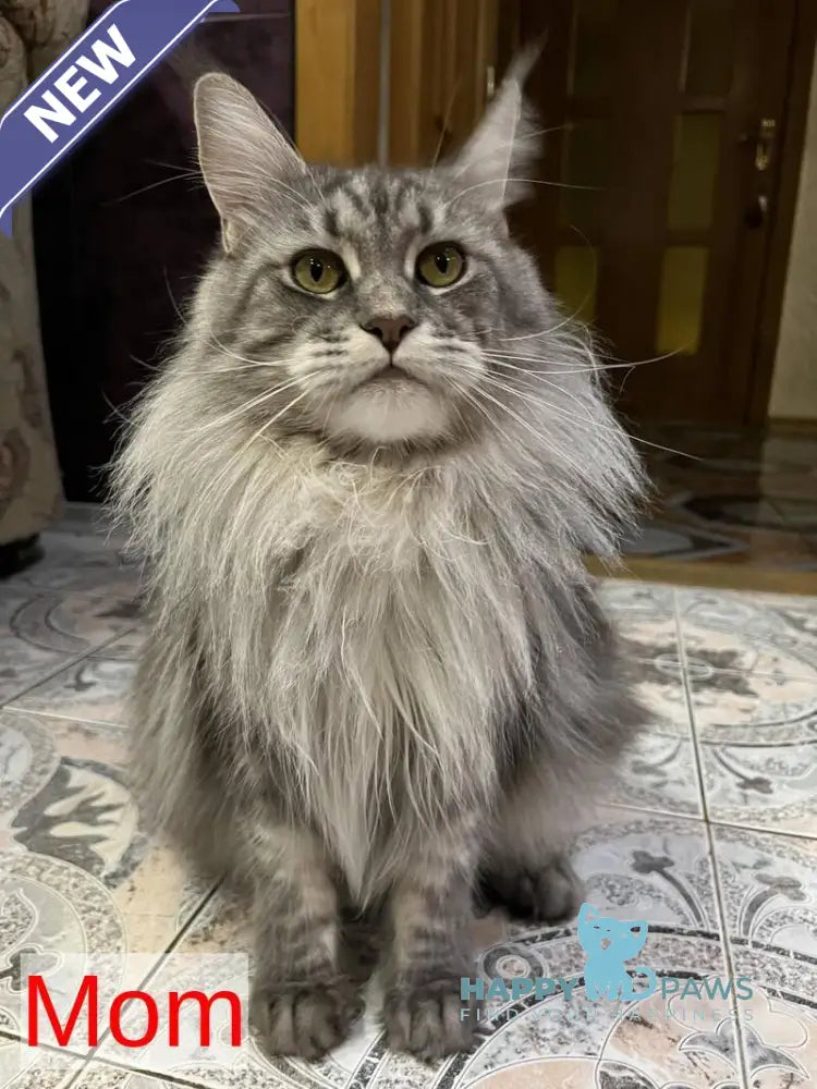 Karmen Maine Coon female black silver live animals