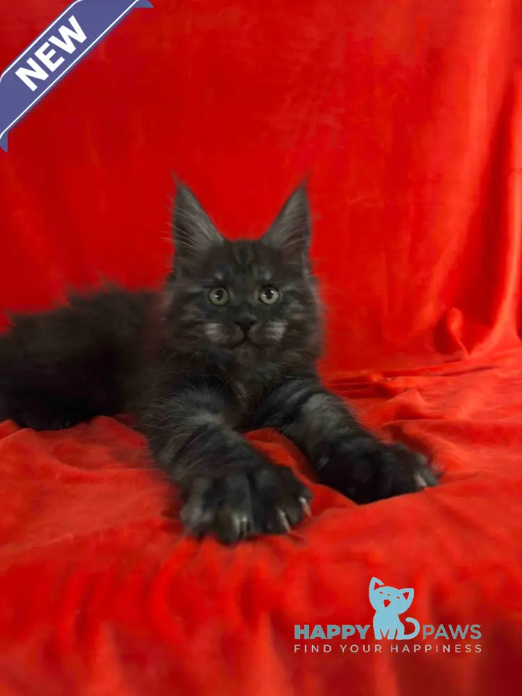 Karmen Maine Coon female black silver live animals