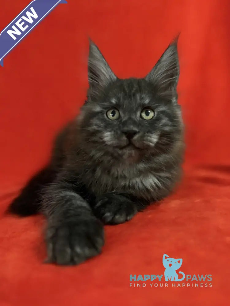 Karmen Maine Coon female black silver live animals