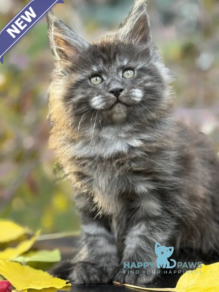 Karmen Maine Coon female black silver live animals