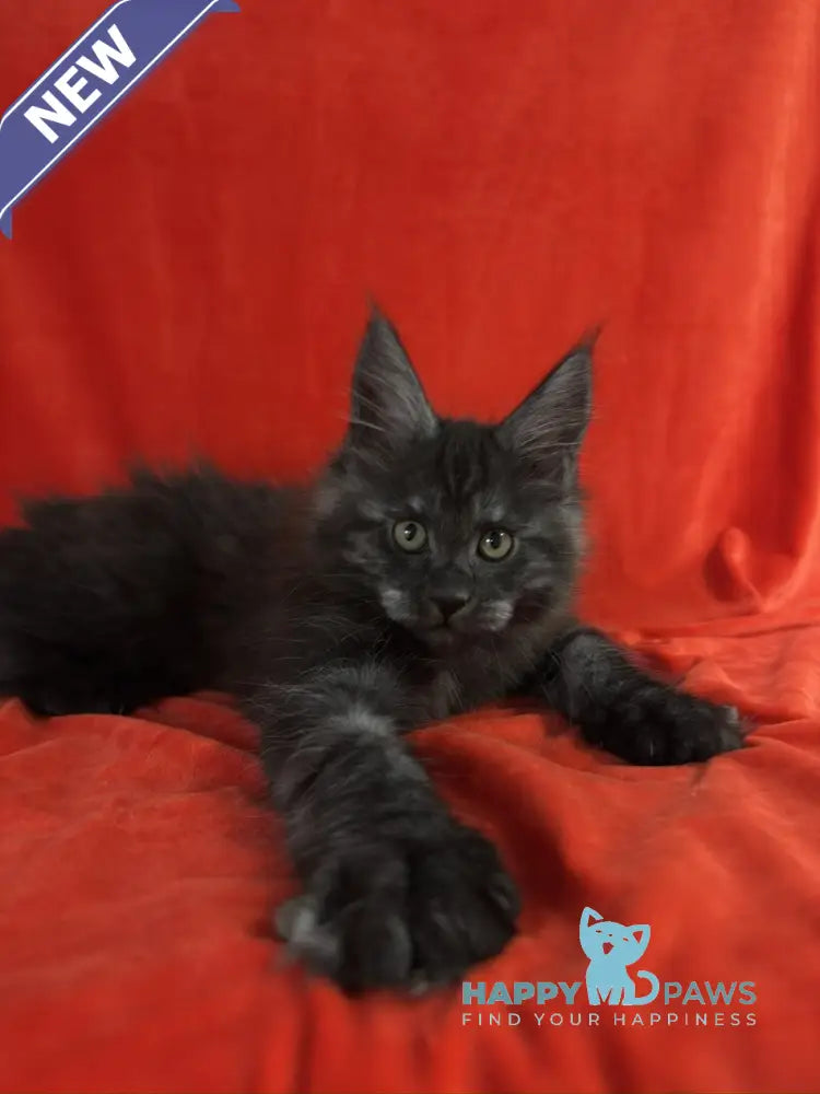Karmen Maine Coon female black silver live animals