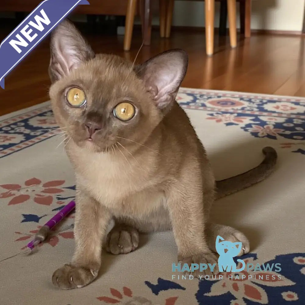 Karolina Burmese female chocolate live animals