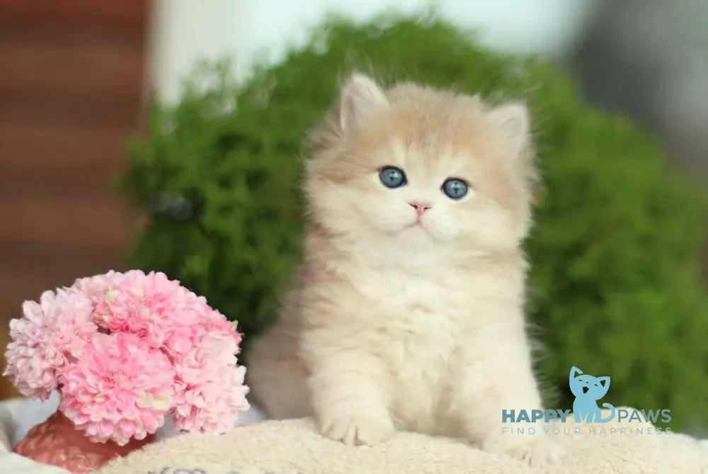 Karolyn British Longhair female blue golden shaded live animals
