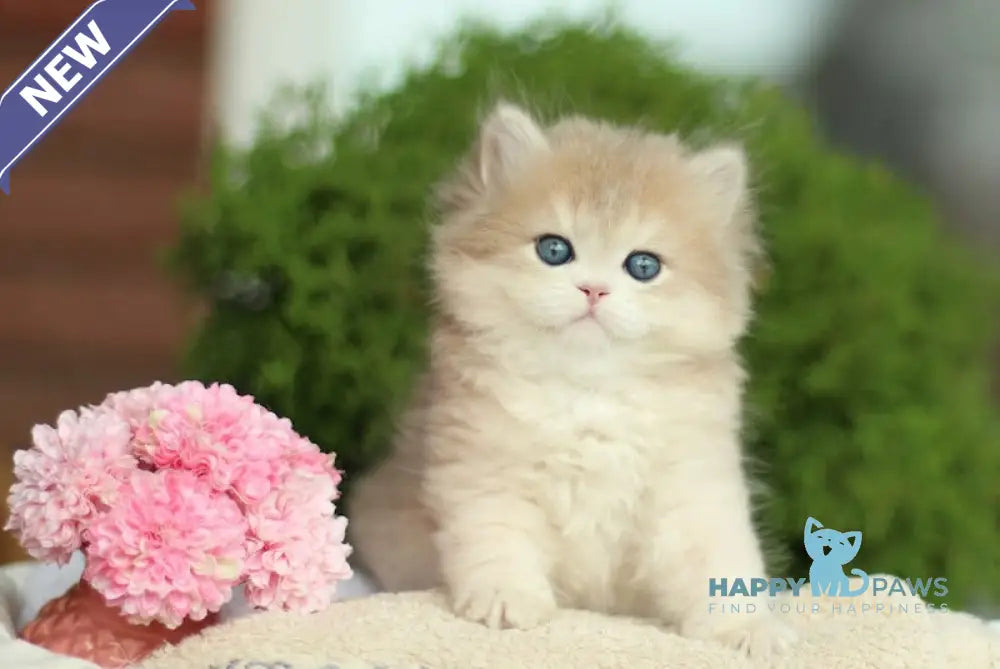 Karolyn British Longhair female blue golden shaded live animals