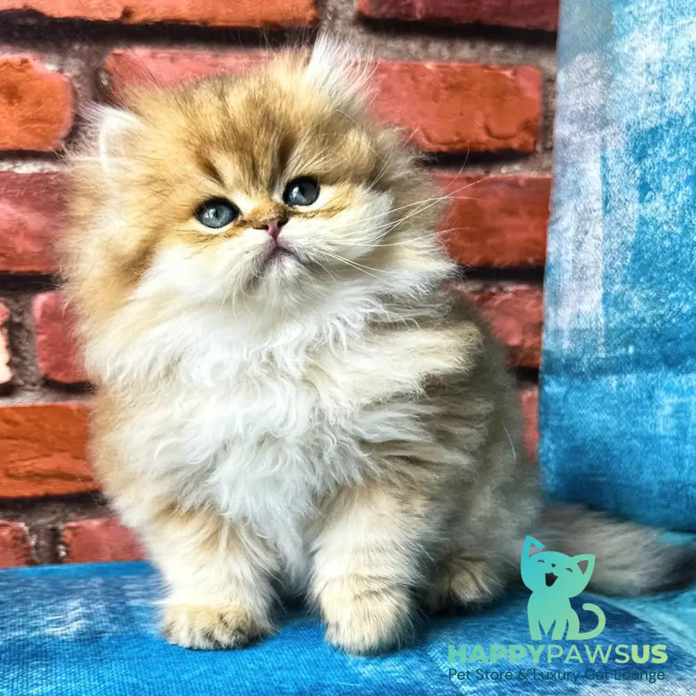 Karyna British Longhair female black golden shaded - live animals